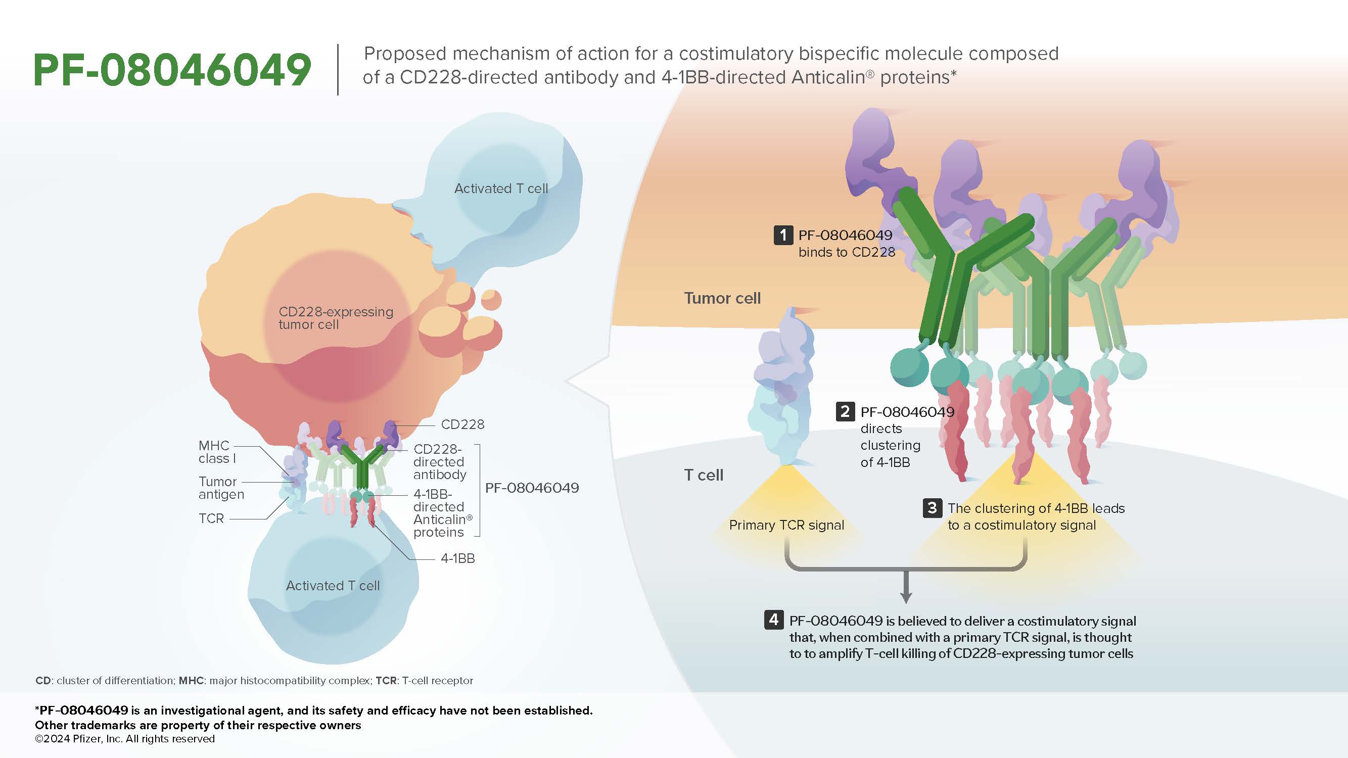 CD228 and 4-1BB-directed Antibody-Anticalin® Bispecific